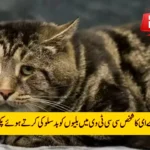CCTV Footage Reveals Animal Cruelty at Sharjah Restaurant